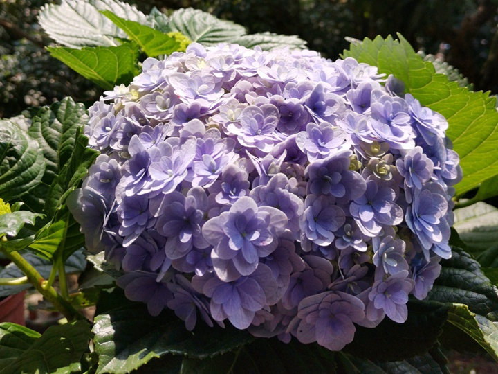 花手鞠 花手鞠