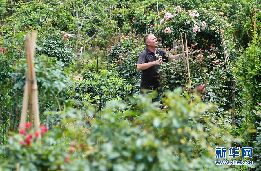 (图片故事)(2)新疆夫妇在江苏 学种月季谋致富