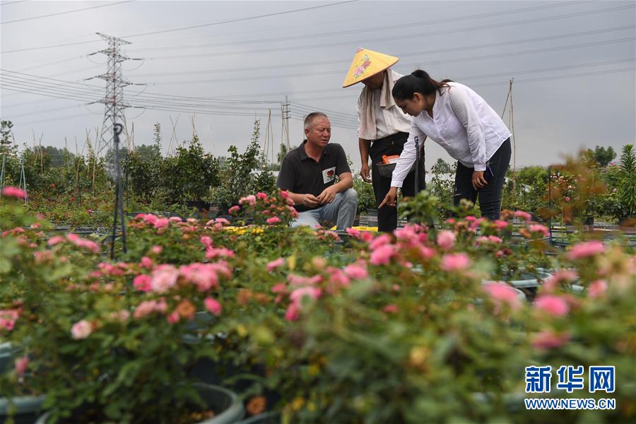 (图片故事)(6)新疆夫妇在江苏 学种月季谋致富