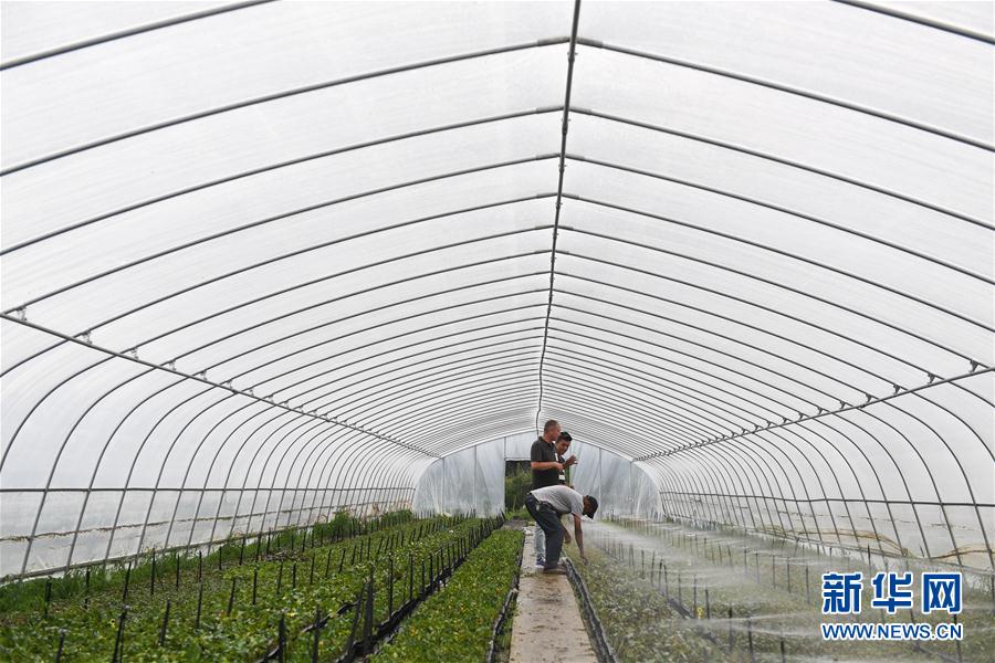 (图片故事)(14)新疆夫妇在江苏 学种月季谋致富