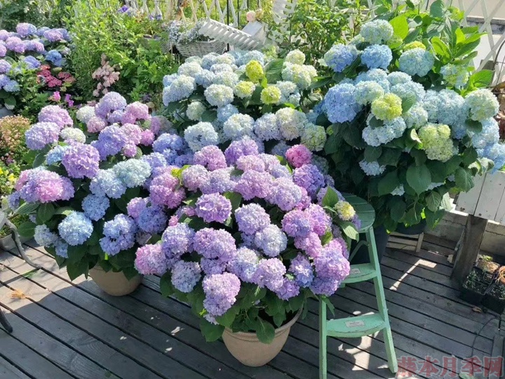 绣球花什么时候扦插成活率高 绣球花什么时候扦插成活率高