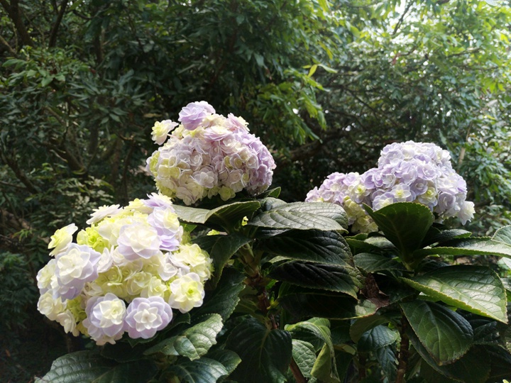 绣球花是根据什么情况来变色了 绣球花是根据什么情况来变色了