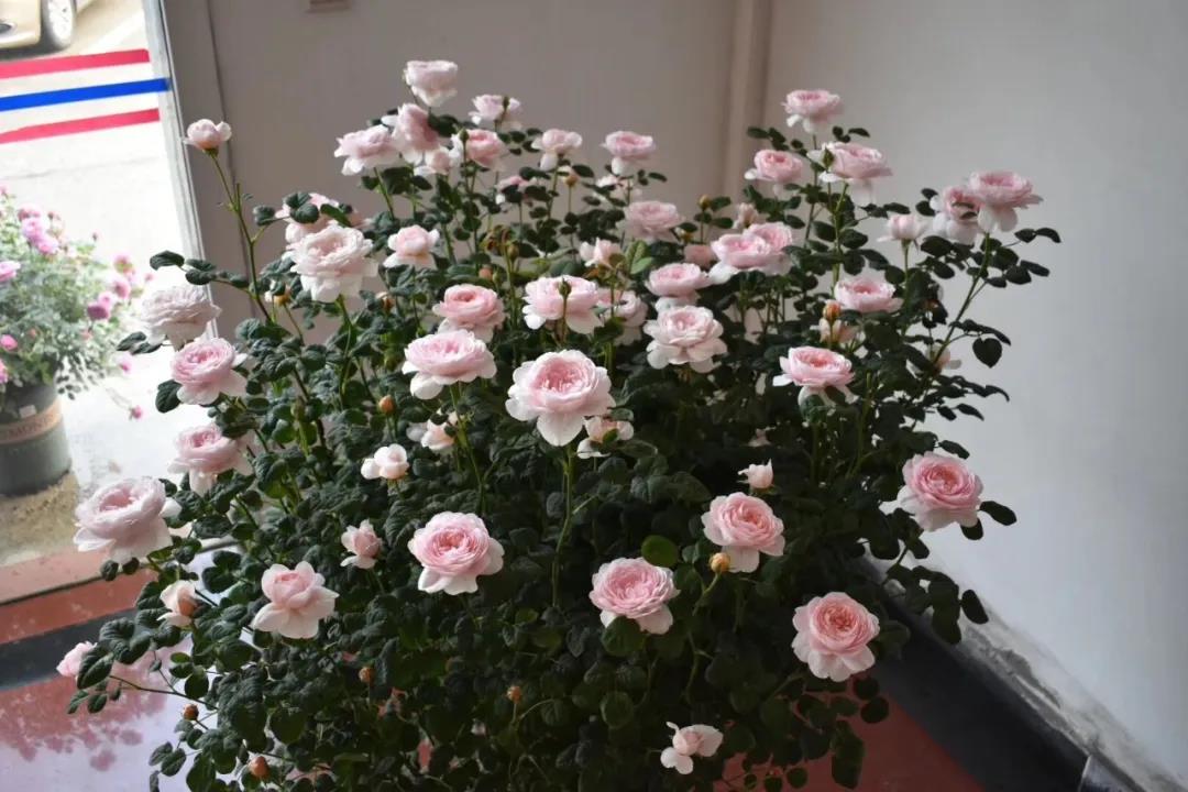 瑞典女王月季 瑞典女王月季