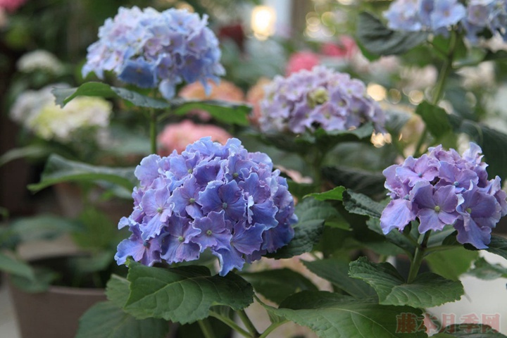 绣球花适合什么时候换盆 绣球花适合什么时候换盆