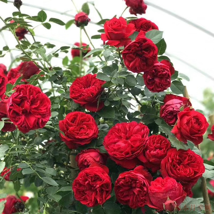藤本月季为什么不肯开花? 藤本月季为什么不肯开花?