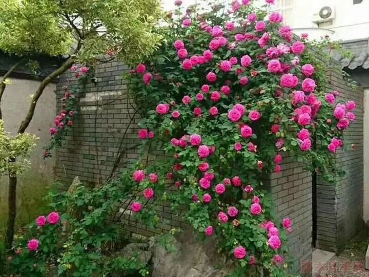 藤本月季为什么不肯开花? 藤本月季为什么不肯开花?