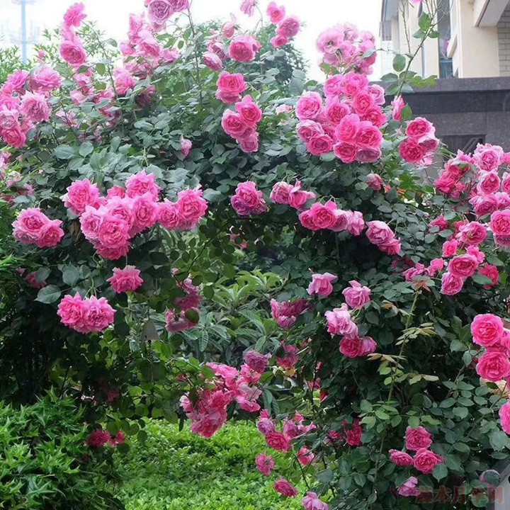藤本月季为什么不肯开花? 藤本月季为什么不肯开花?
