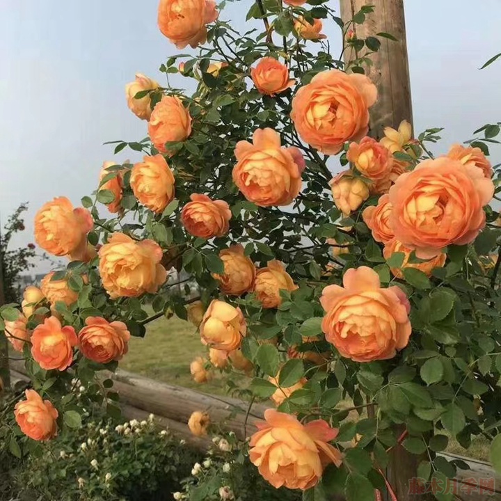 藤本月季为什么不肯开花? 藤本月季为什么不肯开花?