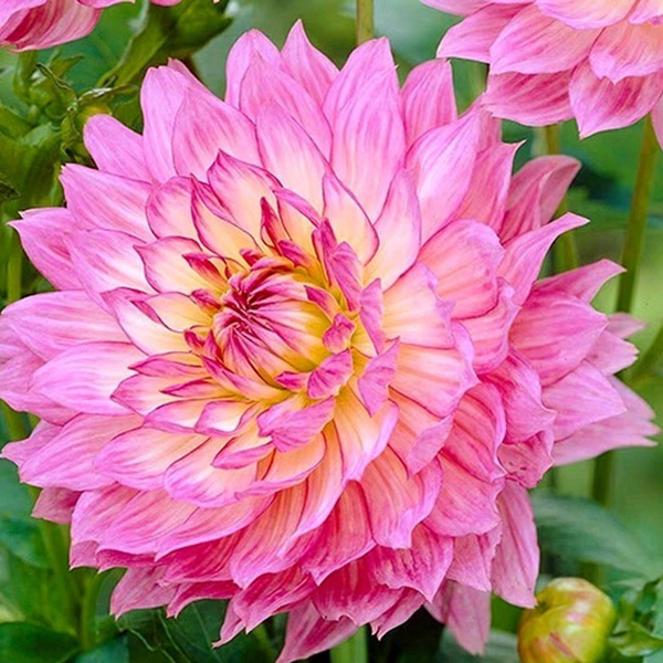 大丽花 大丽花