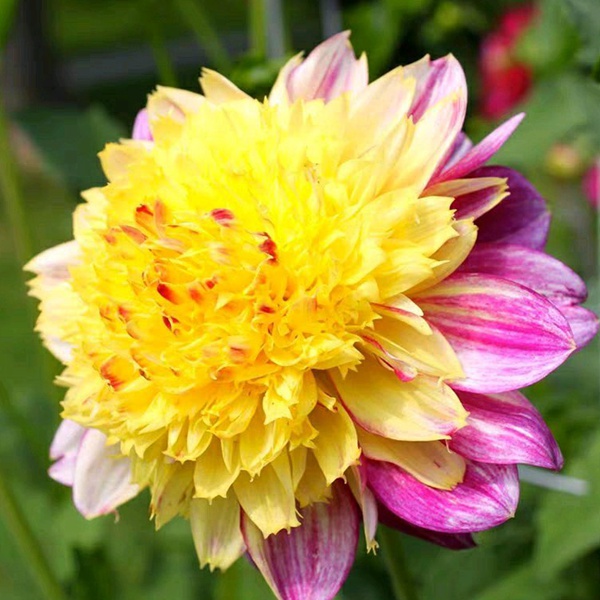大丽花 大丽花