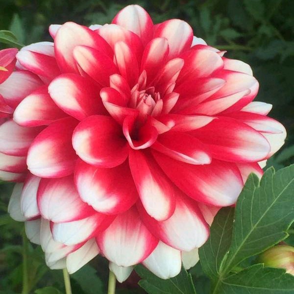 大丽花 大丽花