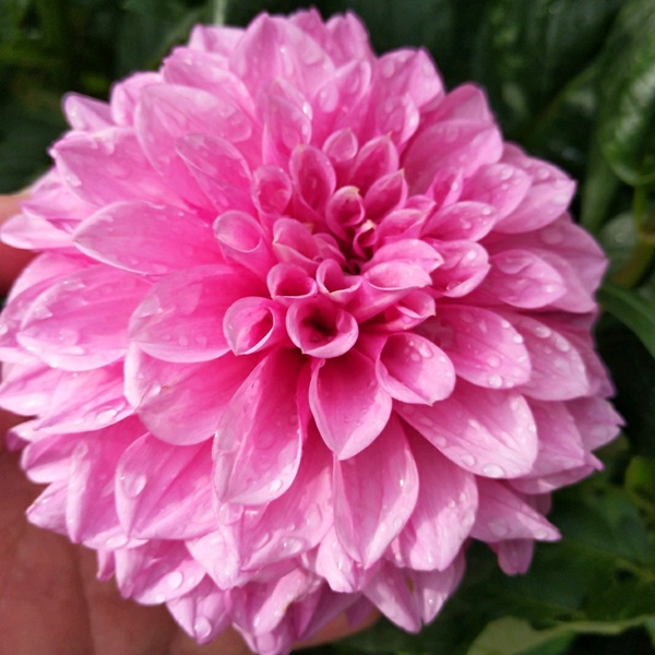 大丽花 大丽花