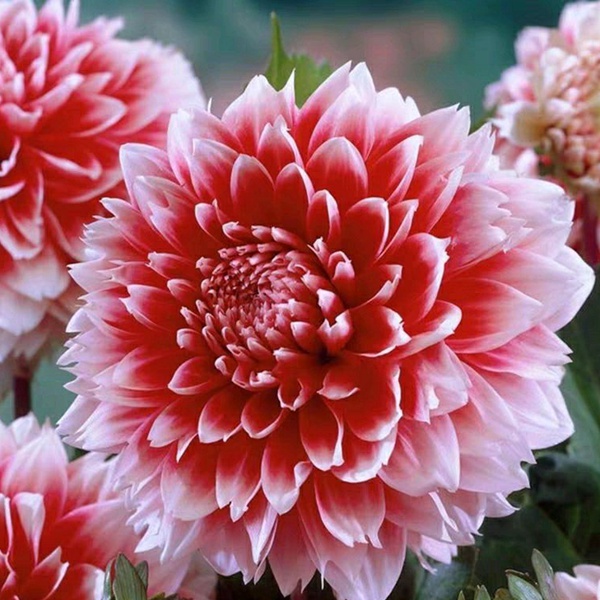大丽花 大丽花