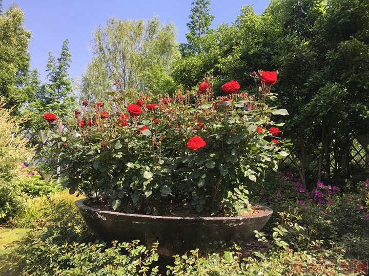 月季花如何用施磷酸二氢钾 月季花如何施用磷酸二氢钾