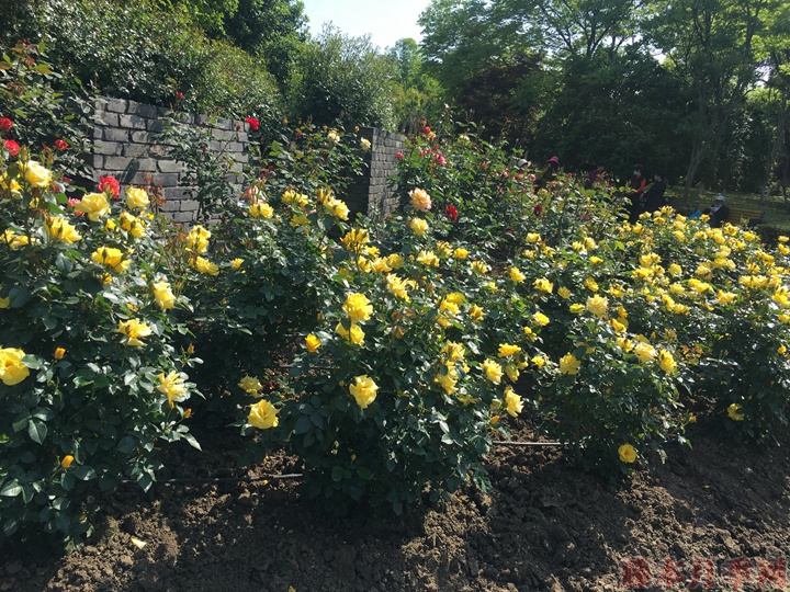 月季花如何用施磷酸二氢钾 月季花如何施用磷酸二氢钾