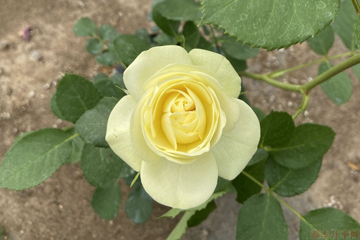 盆栽月季花 盆栽月季花