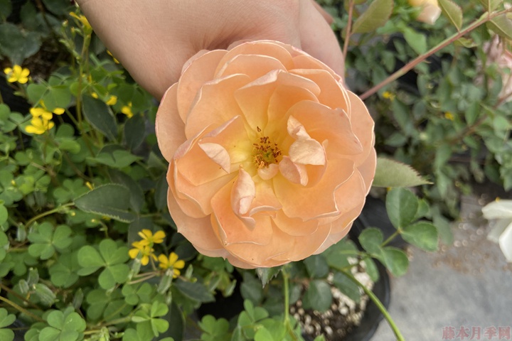 盆栽月季花 盆栽月季花