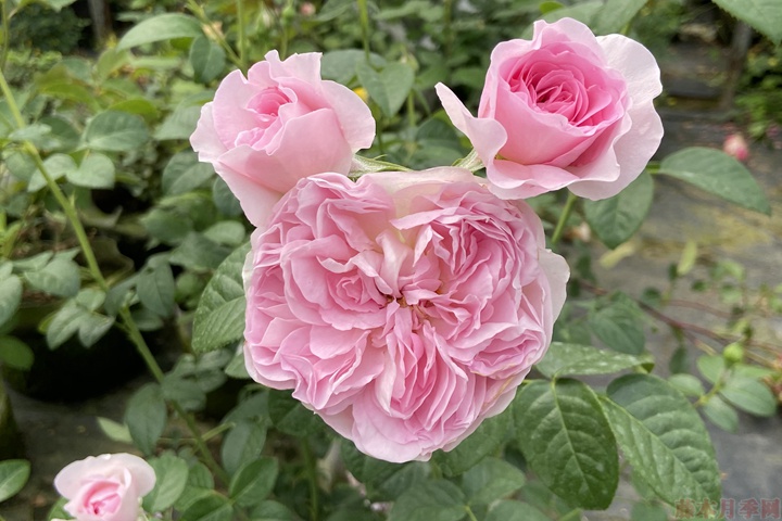 盆栽月季花 盆栽月季花