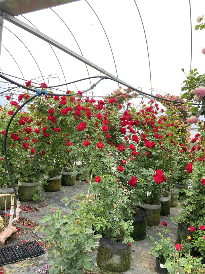 盆栽月季花 盆栽月季花