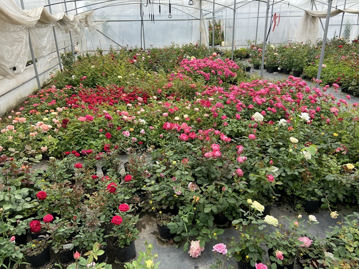 月季花 适合月季移栽的最佳时间