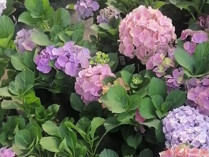 绣球小苗当年能开花吗 绣球小苗当年能开花吗