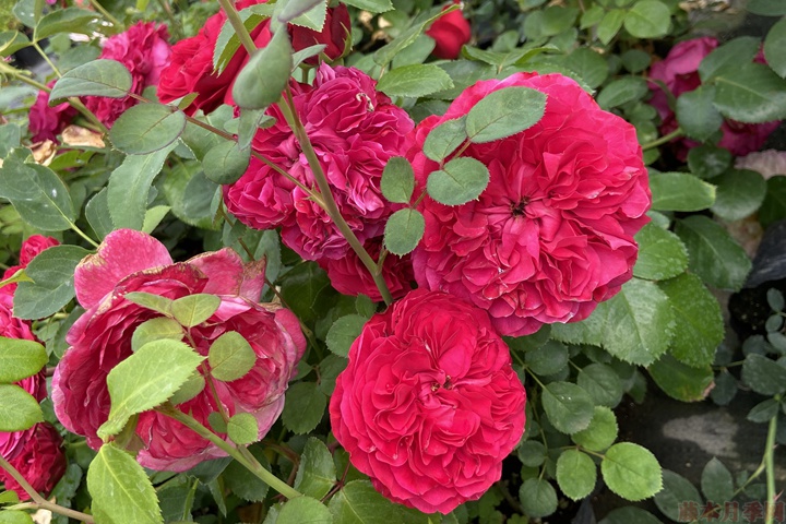 月季花怎么能开更多的花? 月季花怎么能开更多的花?
