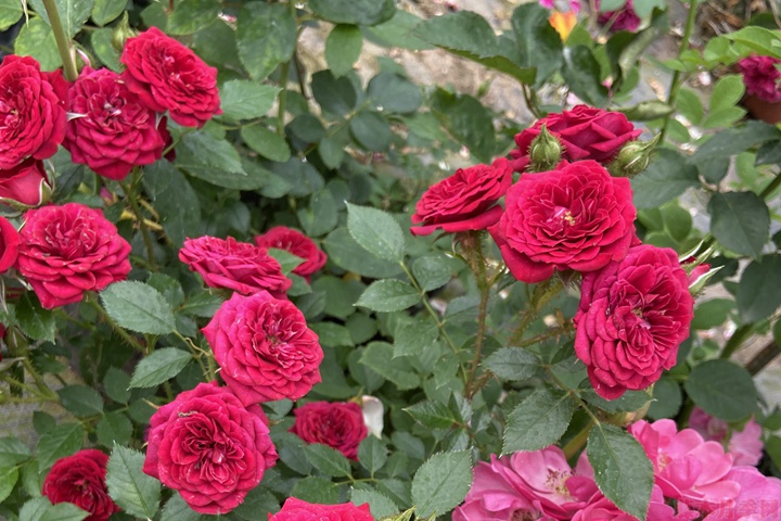 月季花怎么能开更多的花? 月季花怎么能开更多的花?