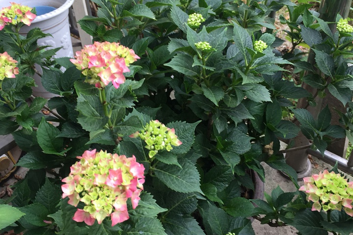 绣球花 绣球花