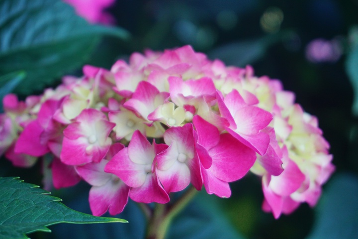绣球花 绣球花