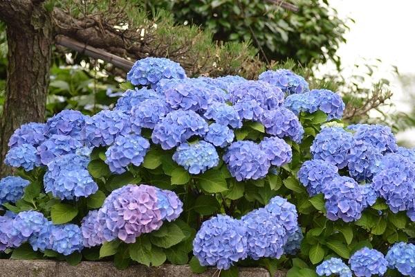 绣球花焦叶是什么原因,如何处理? 绣球花焦叶是什么原因,如何处理?