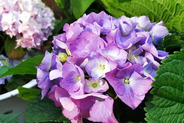 绣球花焦叶是什么原因,如何处理? 绣球花焦叶是什么原因,如何处理?