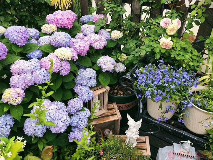花友的花园花境之梦 花友的花园花境之梦