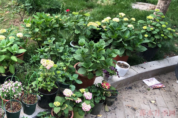 绣球花 绣球花