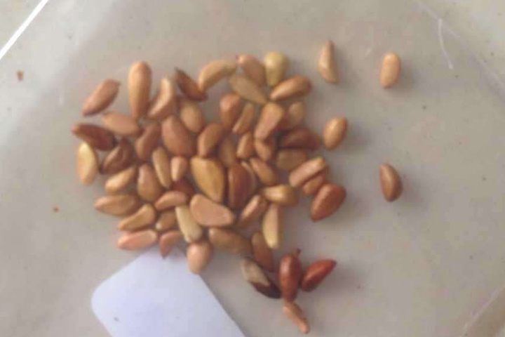蔷薇种子怎么处理发芽率高? 蔷薇种子怎么处理发芽率高?
