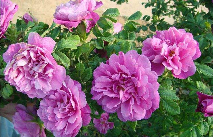 玫瑰长芽又蔫后还能活吗? 玫瑰长芽又蔫后还能活吗?