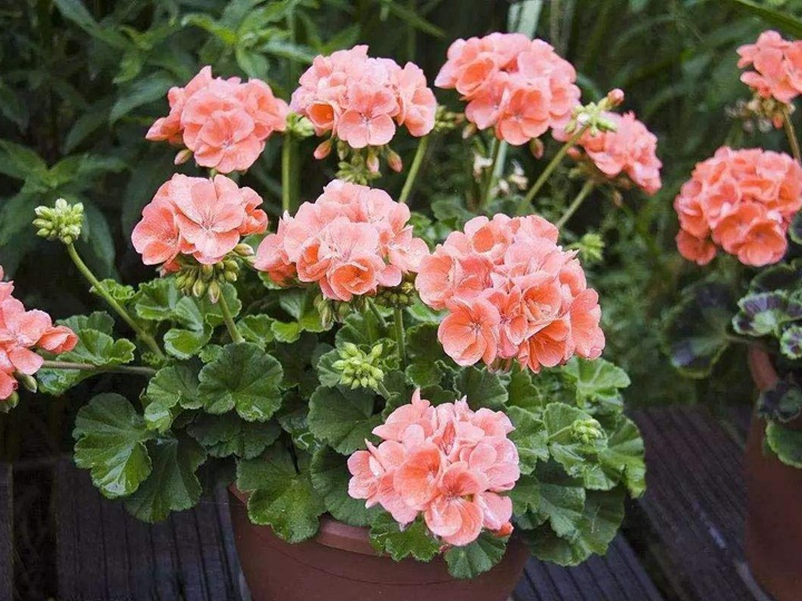 洋绣球花 洋绣球花