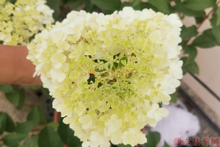 香草草莓 香草草莓
