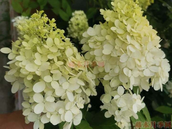 香草草莓 香草草莓