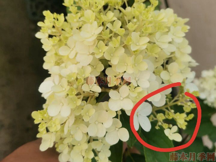 香草草莓 香草草莓