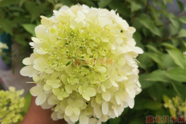 石灰灯/抹茶 石灰灯/抹茶