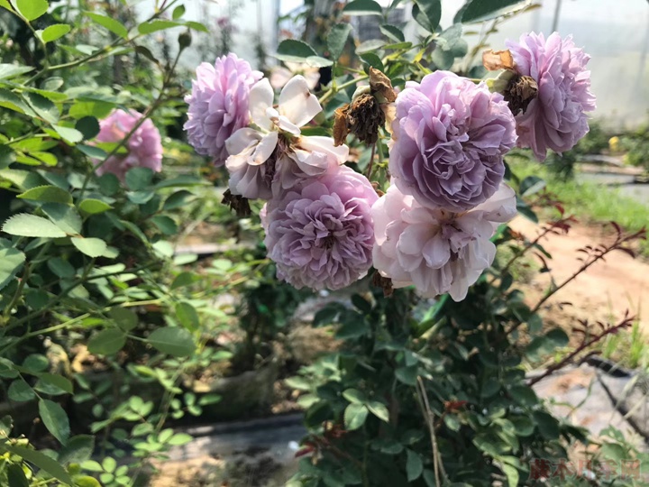 夏天能不能移栽月季,能活吗 夏天能不能移栽月季,能活吗