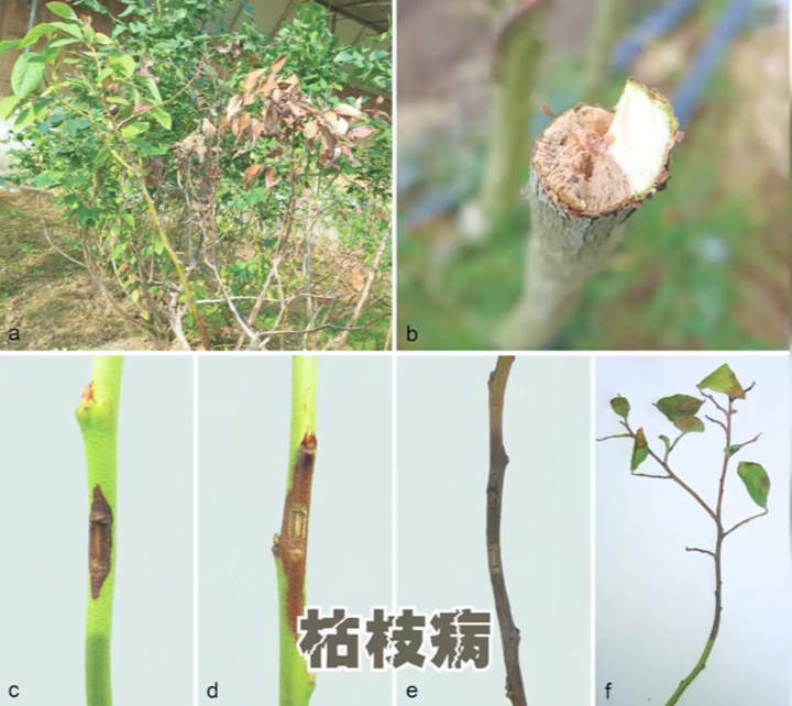 月季如何安全度过高温又多雨的夏季 月季如何安全度过高温又多雨的夏季