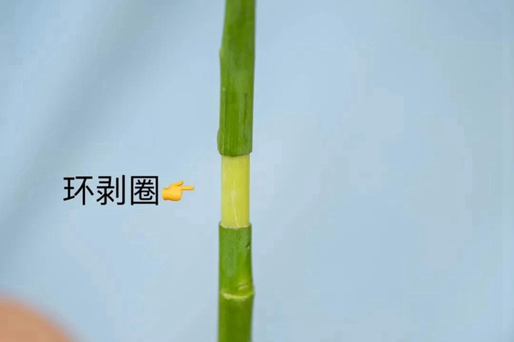 高成活率的月季高压繁殖方法 高成活率的月季高压繁殖方法