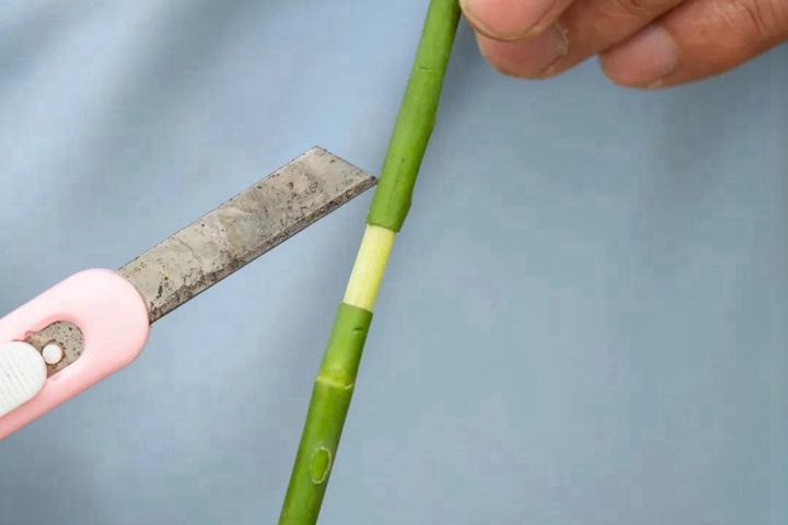高成活率的月季高压繁殖方法 高成活率的月季高压繁殖方法