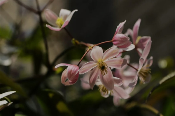 苹果花 苹果花