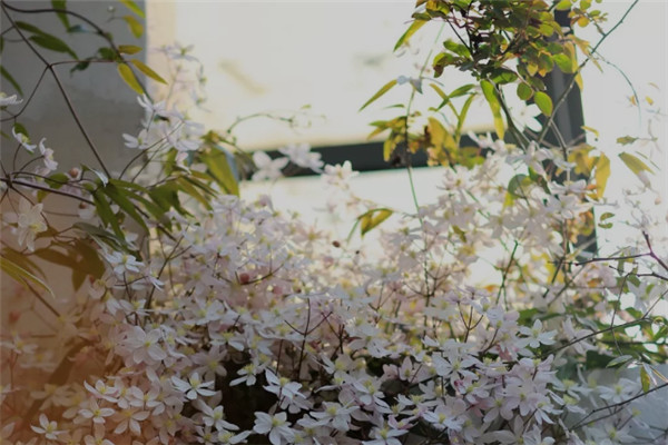 苹果花 苹果花
