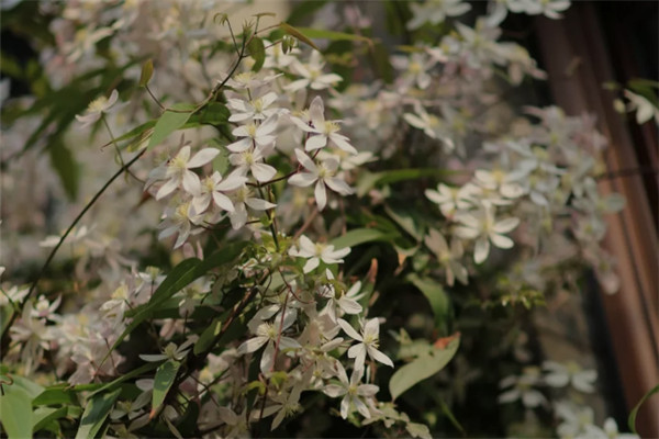 苹果花 苹果花