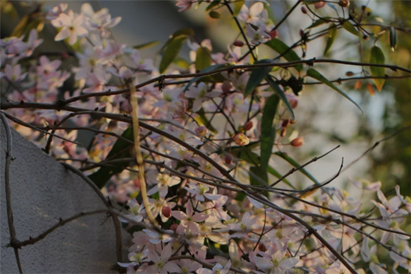 苹果花 苹果花