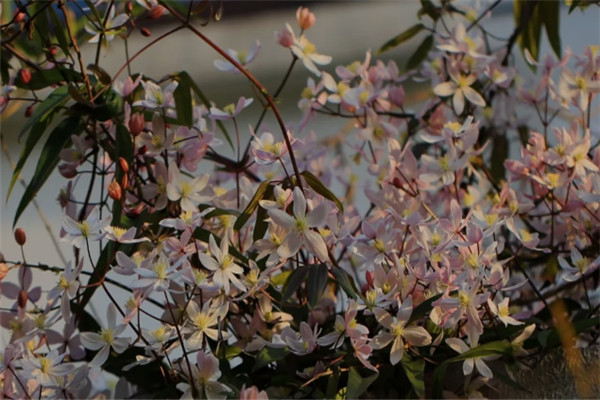 苹果花 苹果花