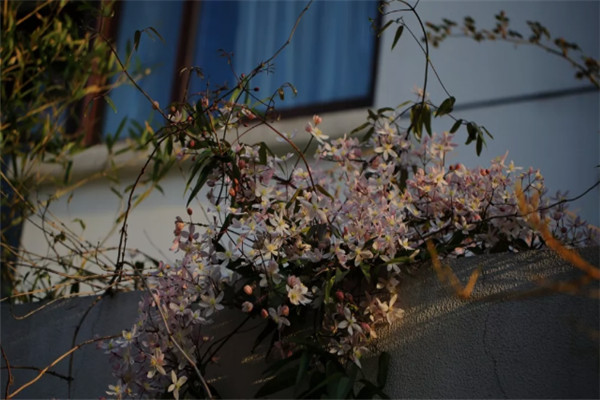 苹果花 苹果花